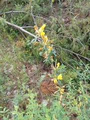 Chamaecytisus ruthenicus