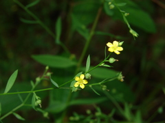 Linum striatum