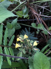 Oxalis frutescens