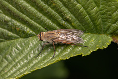 Thereva nobilitata