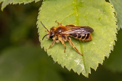 Andrena hattorfiana