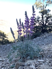 Lupinus magnificus magnificus