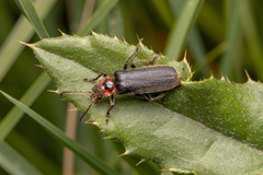 Cantharis fusca