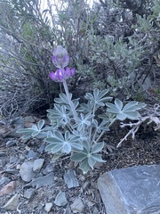 Lupinus magnificus magnificus