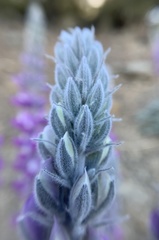 Lupinus magnificus magnificus