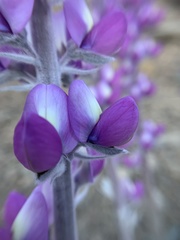 Lupinus magnificus magnificus