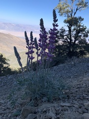 Lupinus magnificus magnificus