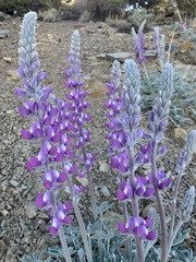 Lupinus magnificus magnificus