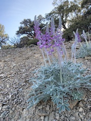 Lupinus magnificus magnificus