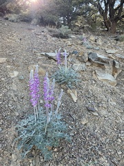 Lupinus magnificus magnificus