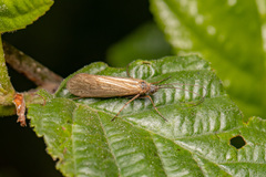 Anabolia nervosa