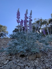 Lupinus magnificus magnificus