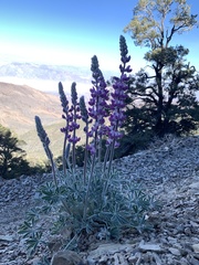 Lupinus magnificus magnificus