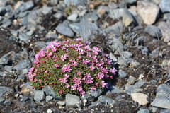 Androsace ochotensis