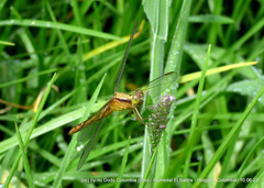 Erythrodiplax melanorubra