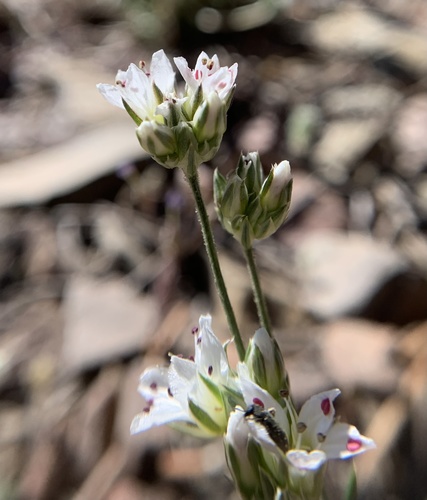 Eremogone congesta var. charlestonensis