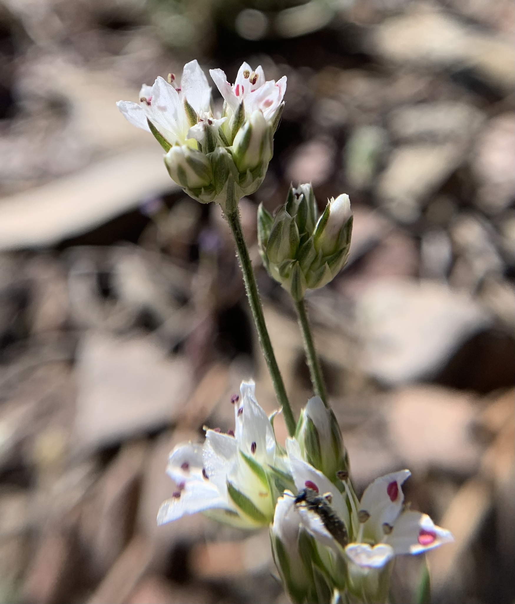 Eremogone congesta var. charlestonensis