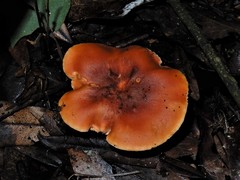 Camarophyllus pratensis gracilis