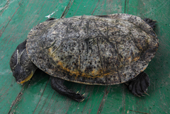 Mesoclemmys raniceps