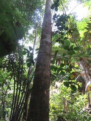 Brosimum acutifolium