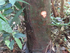 Brosimum acutifolium