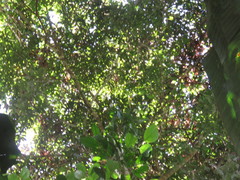 Brosimum acutifolium