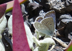 Icaricia icarioides parapheres