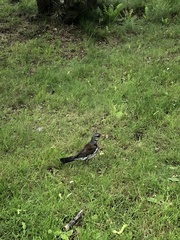 Turdus pilaris