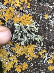 Ramalina farinacea