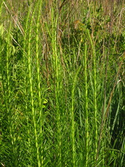 Liatris spicata spicata