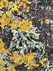 Ramalina farinacea