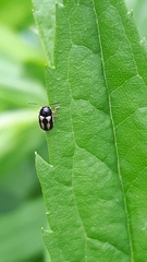 Cryptocephalus bilineatus