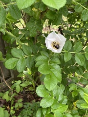 Bombus impatiens