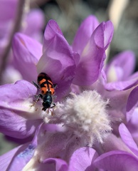 Lupinus magnificus magnificus