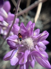 Lupinus magnificus magnificus