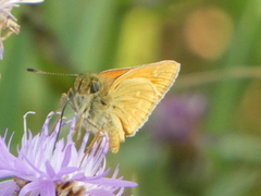 Ochlodes sylvanus