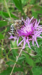 Apis mellifera