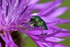 Cryptocephalus aureolus