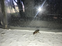 Eristalinus megacephalus