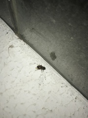 Eristalinus megacephalus