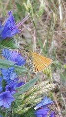 Ochlodes sylvanus