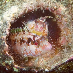 Alloclinus holderi