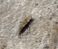 Platydracus mysticus