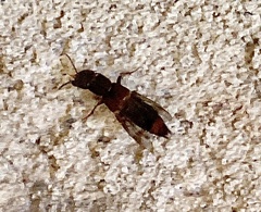 Platydracus mysticus
