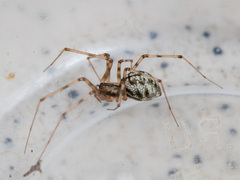 Megalepthyphantes kronebergi