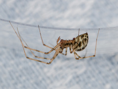 Megalepthyphantes kronebergi