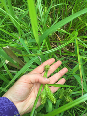 Carex schweinitzii