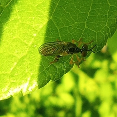 Dioctria lateralis