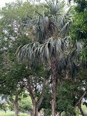 Sabal mauritiiformis