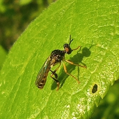 Dioctria lateralis